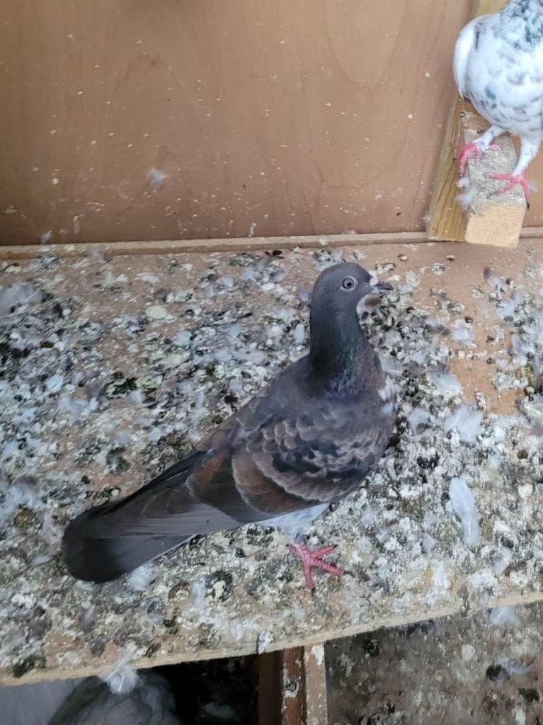 Pigeons