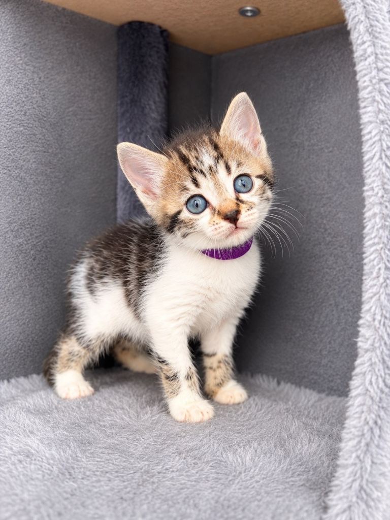 Kittens 