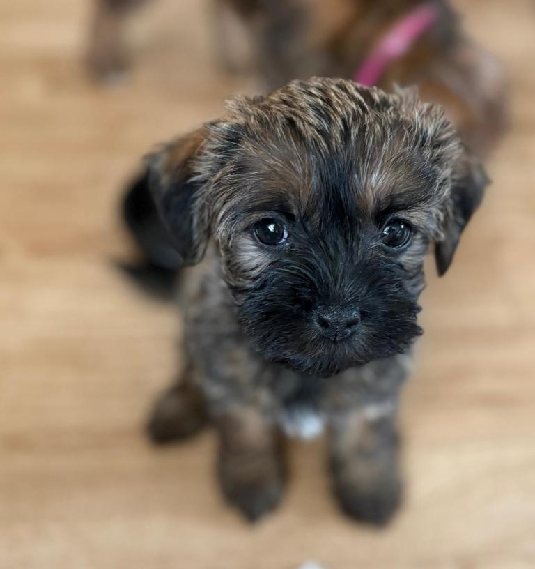 Stunning Border Terrier x Shih Tzu Puppies – Ready Soon, Reserve Now! 