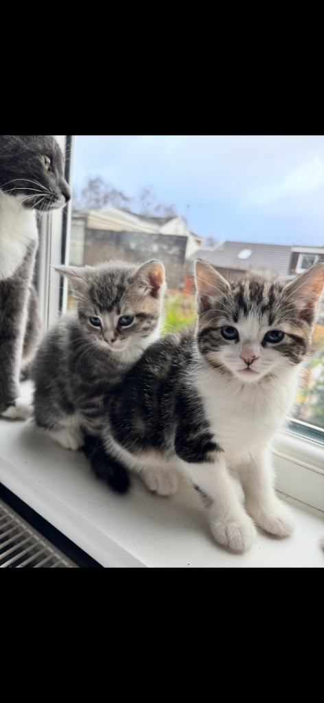 Beautiful kittens for sale