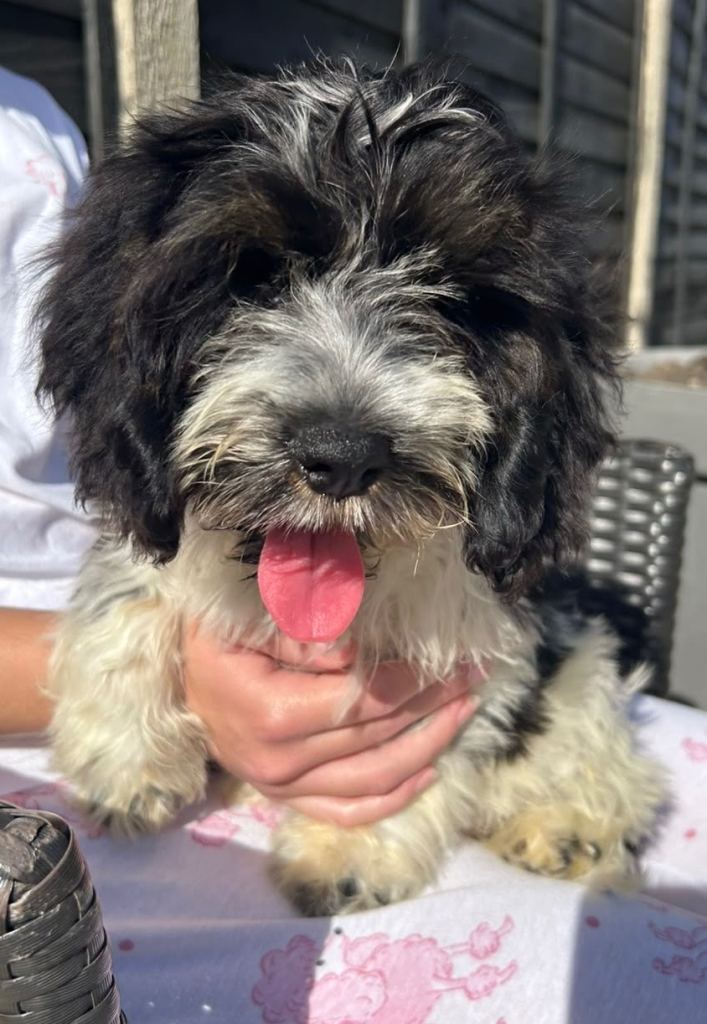 Cockapoo Pups