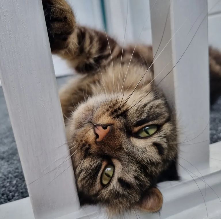 Cat looking for a new home