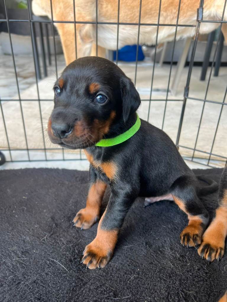 2 BOYS LEFT - ABSOLUTELY STUNNING DOBERMAN PUPPIES FOR SALE