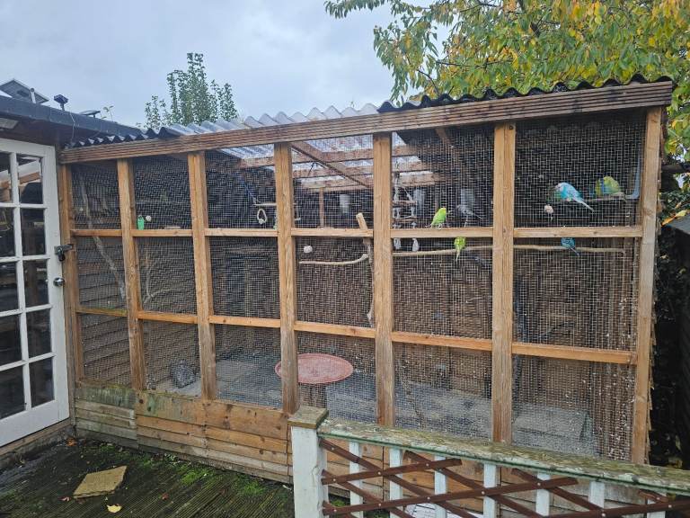 Large aviary for sale