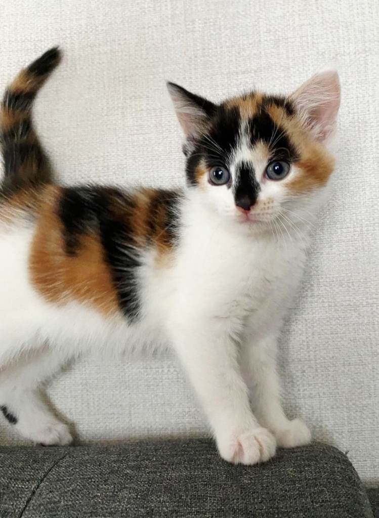 Beautiful Kittens Ready For Loving Homes | Litter Trained | Flea & Worm Treated
