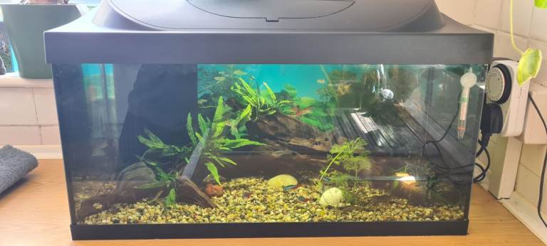 54L Healthy Tropical Tank with Fish, Shrimp, Plants and Accessories