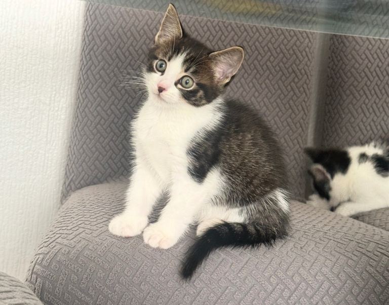 2 beautiful healthy kittens 