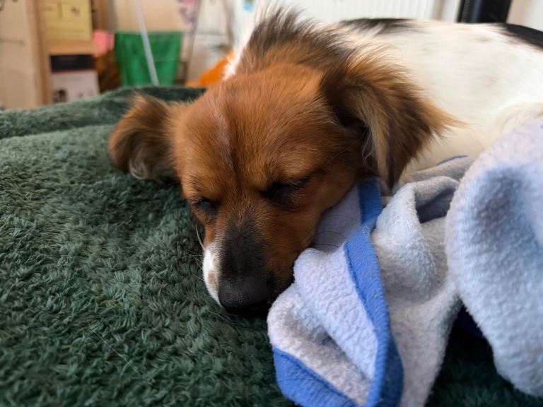 PomJack 15 month old 🩷