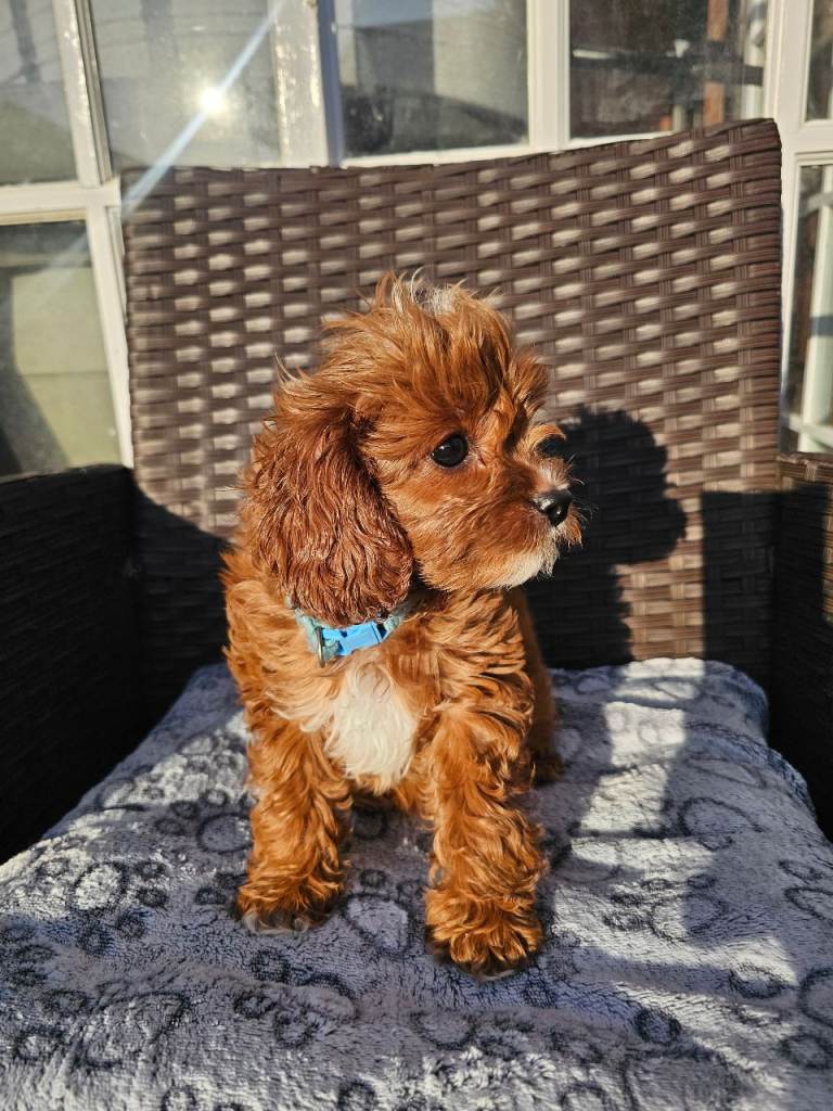 Cavapoo DNA clear 