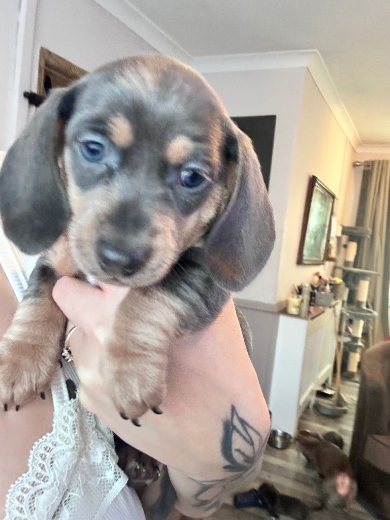 LAST FEMALE MINI DACHSHUND 💕 28th March ready to go 