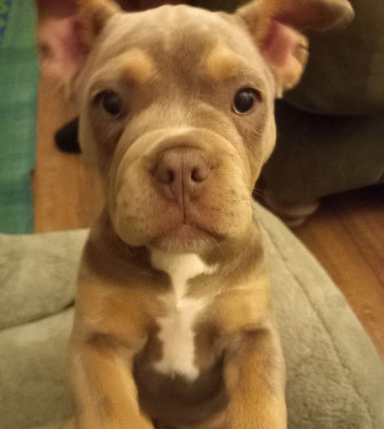 French bulldog & pucket bully 