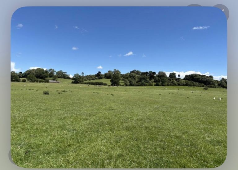 Looking for grazing 