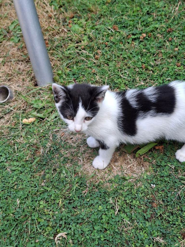 Kitten 