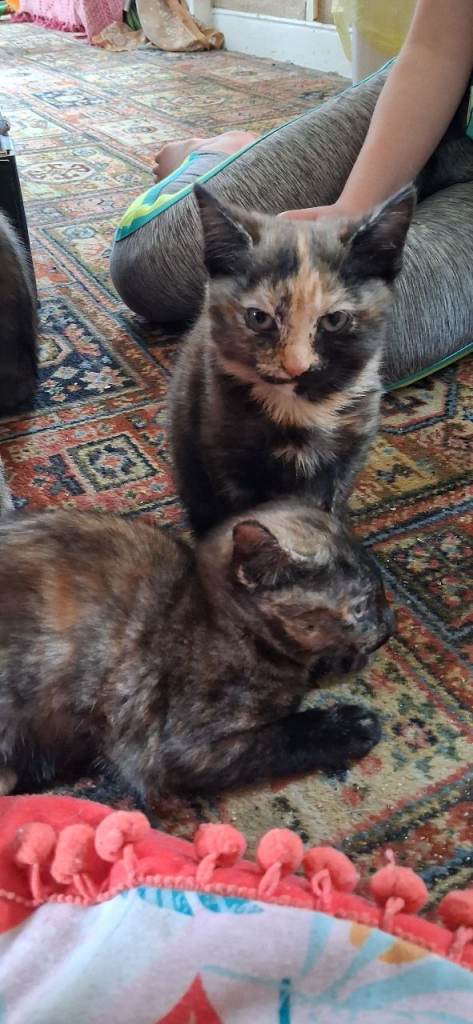1 kitten
