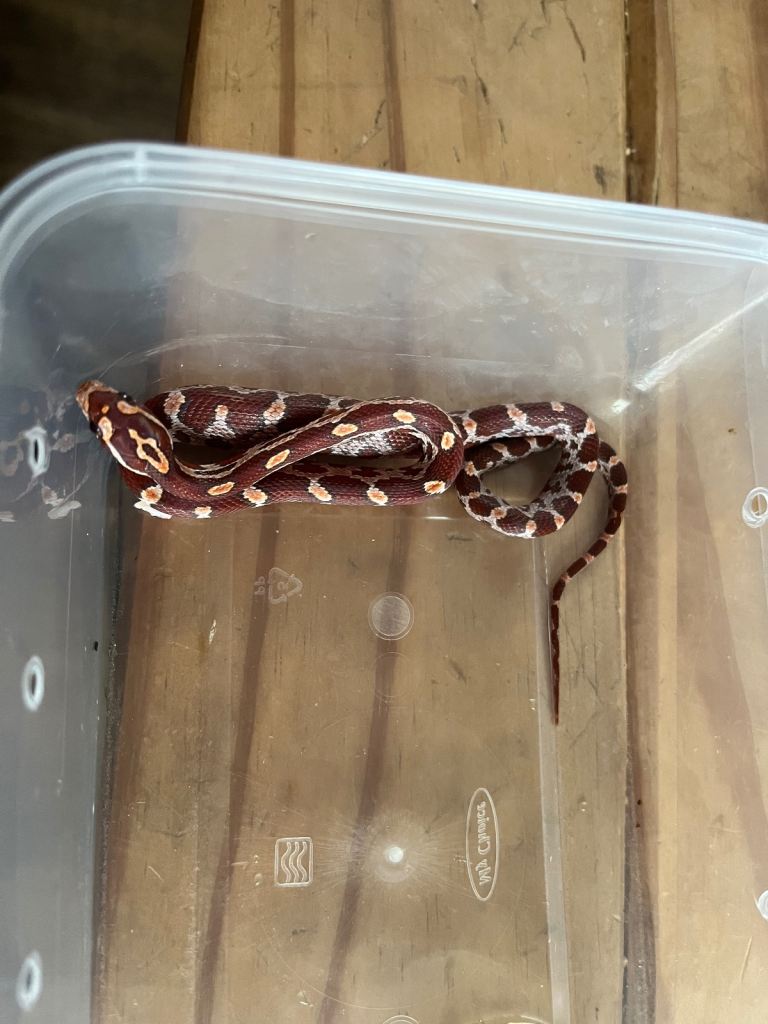 Corn snake babies for sale