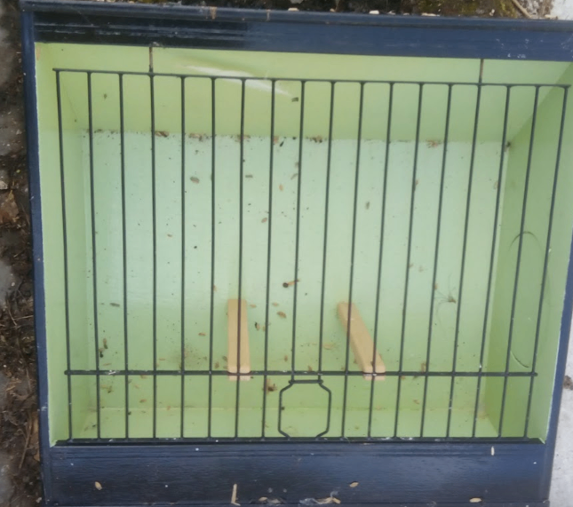 bird cage