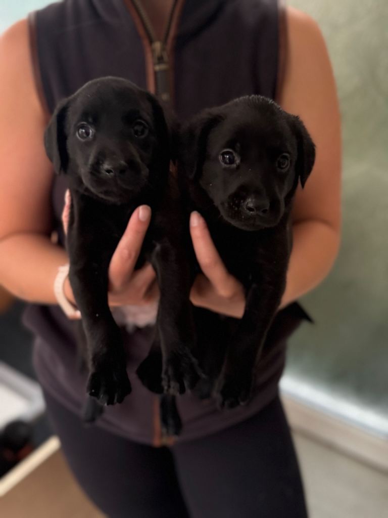 2  black Labrador puppies ready to leave (boys)
