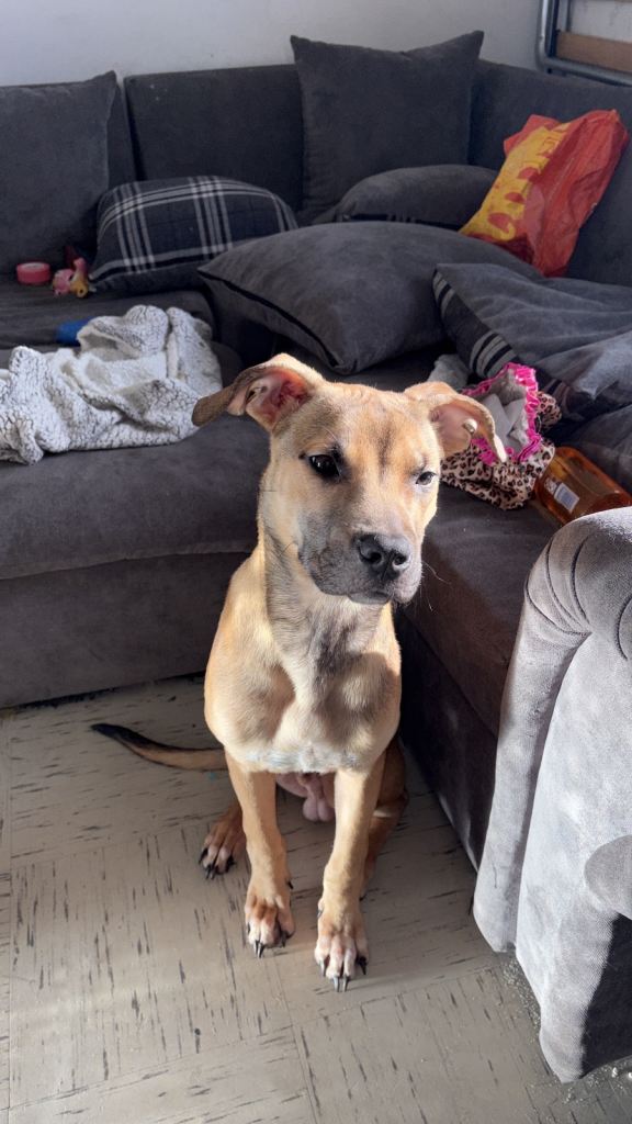 10 month old mixed breed 
