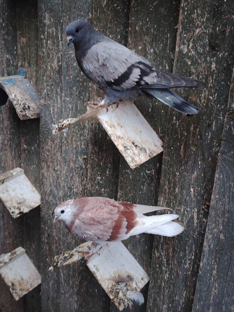 Pigeons for sale