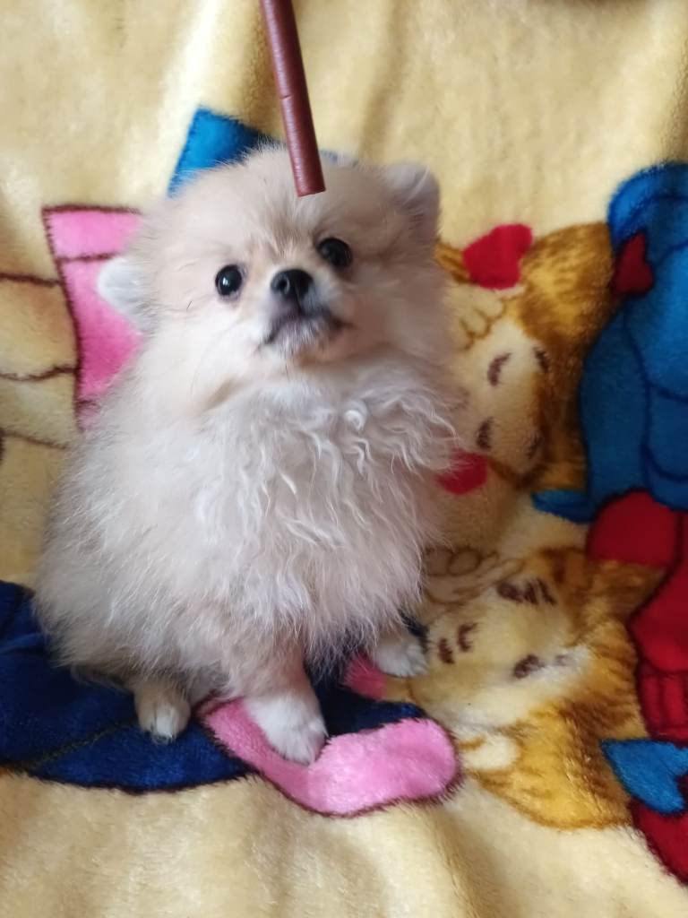 Pomeranian pupies 