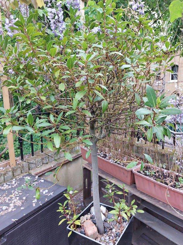 Bay Leaf Tree in Planter Pot