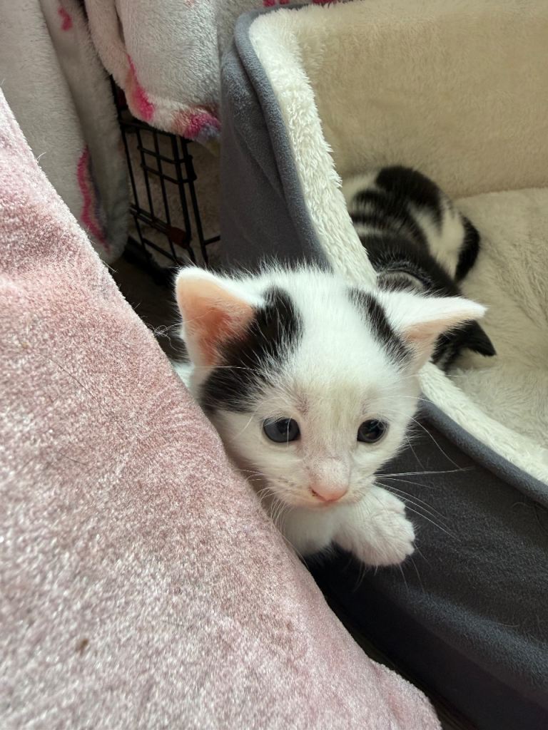 Kittens for sale