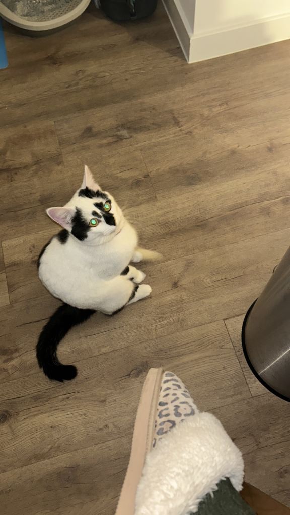 Black and white spotty male cat