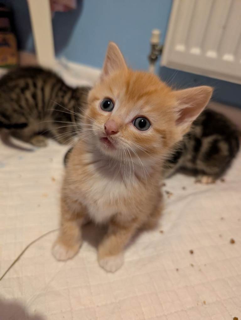 Beautiful kittens ready now ( girl pending collection )( Boy pending collection)