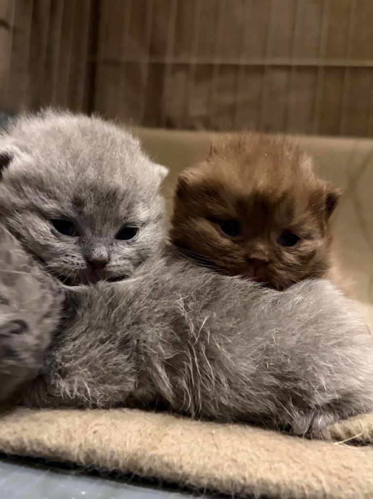 GCCF Pure Pedigree British Shorthair - Top Quality