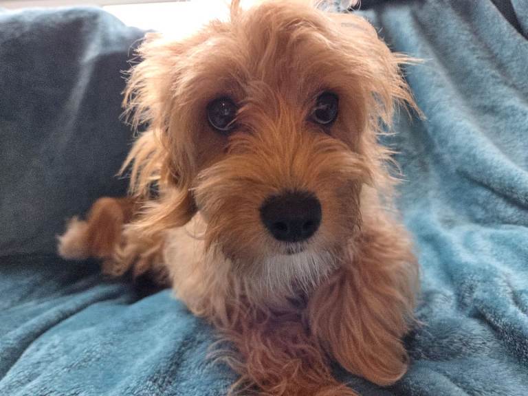 Adorable Cavapoo  5 month old puppy Looking for a Loving Home open to offers  