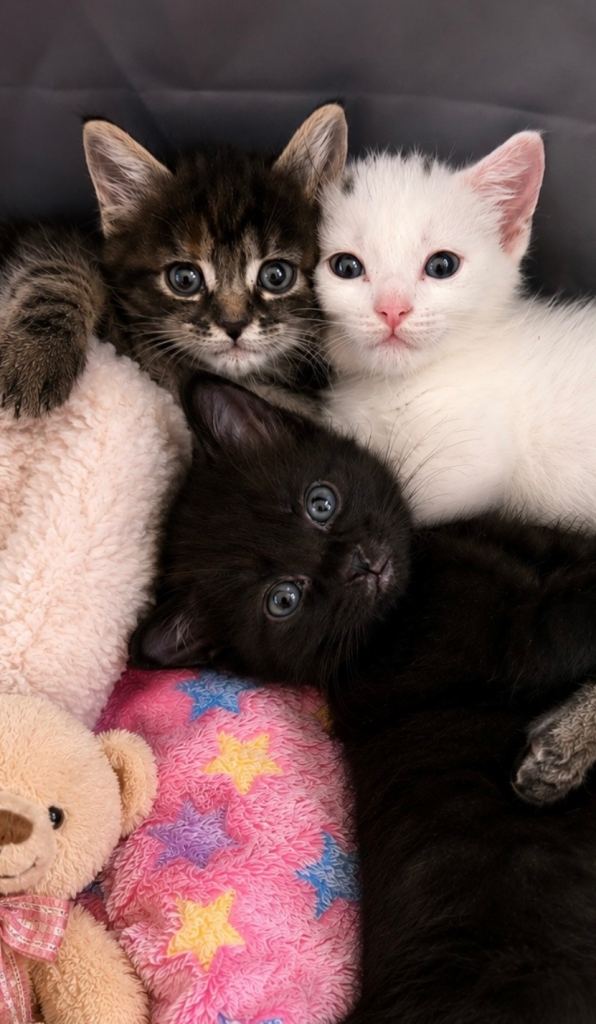 Adorable Litter-Trained Kittens – Ready for Their New Homes