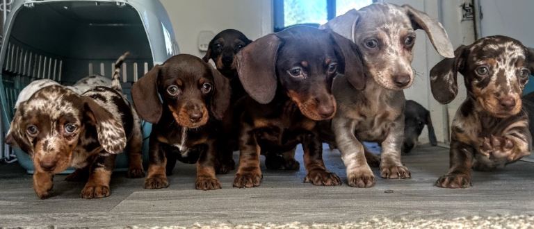 Gorgeous Dachshunds 4 gorls available 