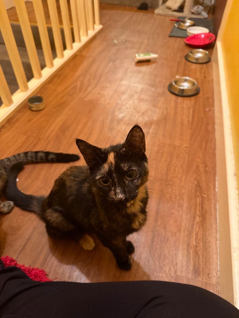 2 lovely sisters who need a home