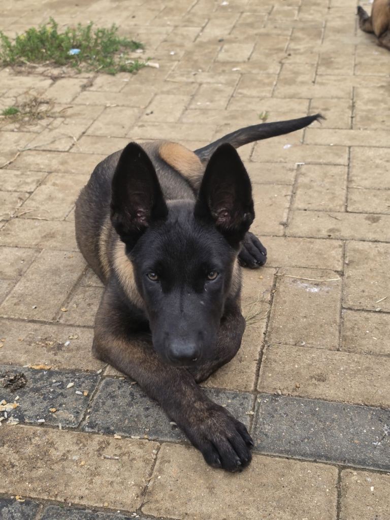 Belgian shepherd manolis
