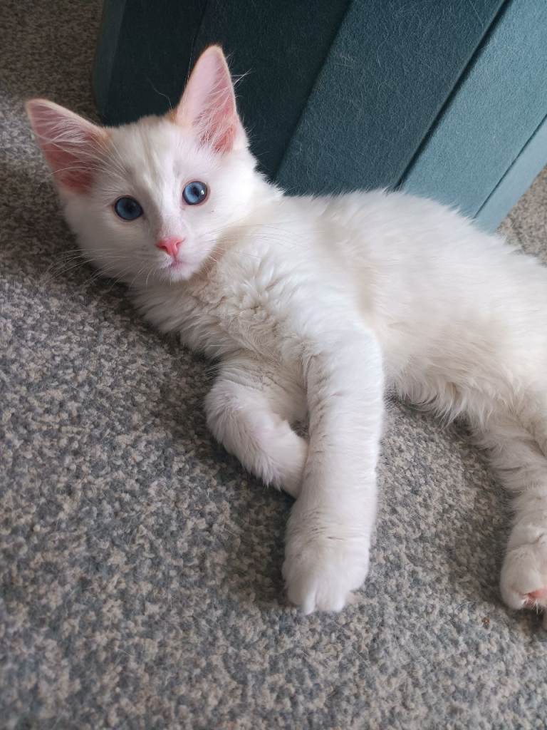 Flame Point Ragdoll Kitten for sale