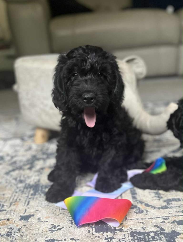 Cockapoo puppies