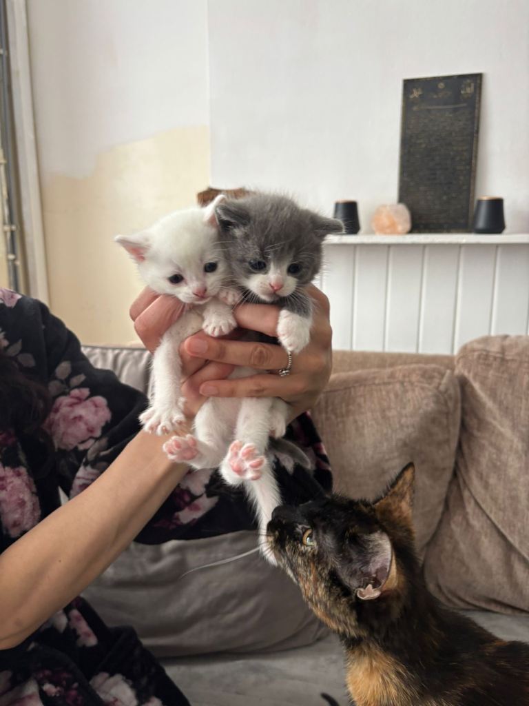 Pure White Male Kitten