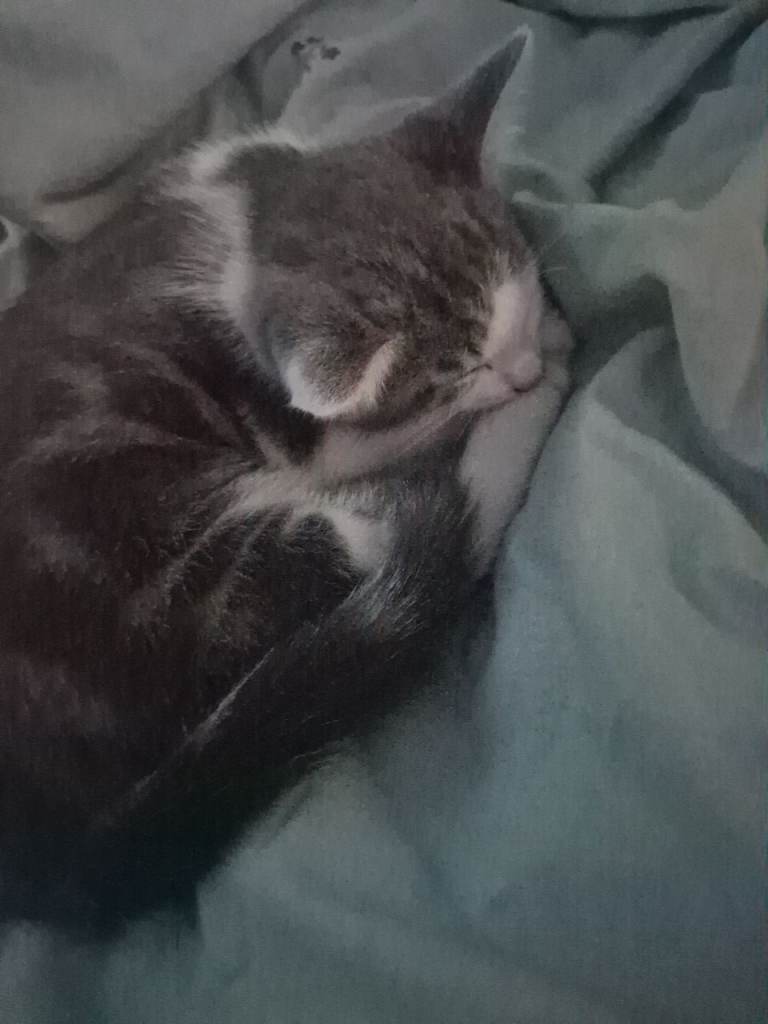 Kittens