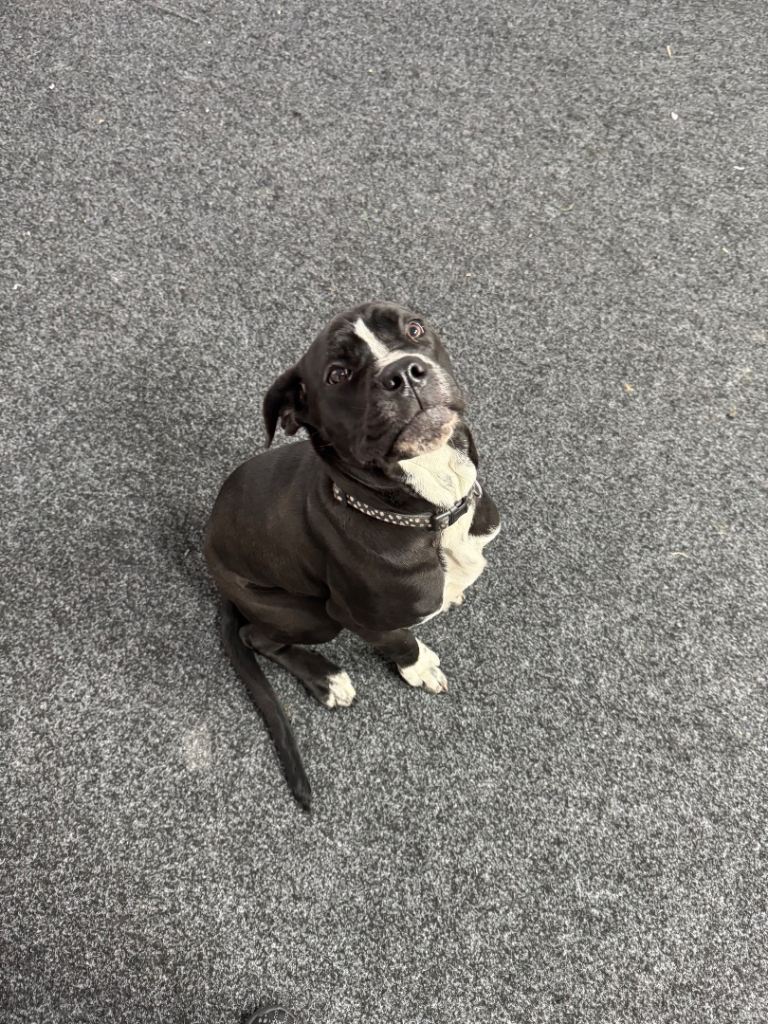 Cane corso female