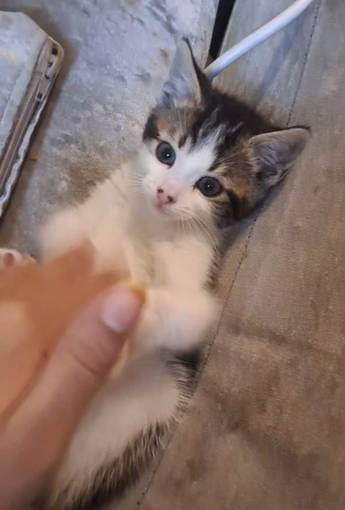 Kitten female 10weeks old