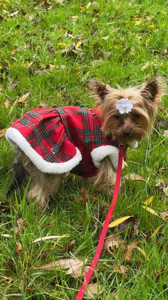 Standard full Yorkshire terrier
