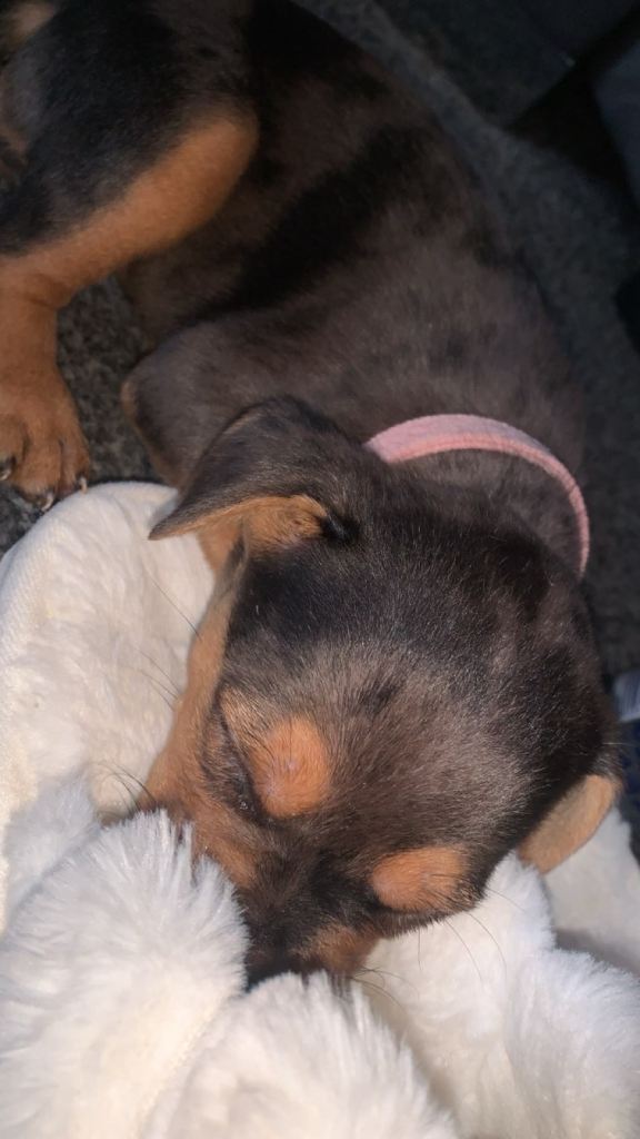 Frenchie x daschund pups (1x boy 1x girl left)