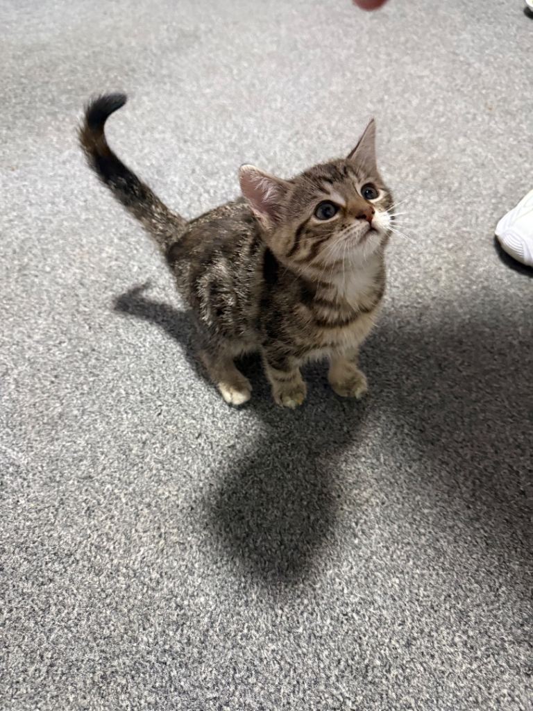 9 week old female kitten