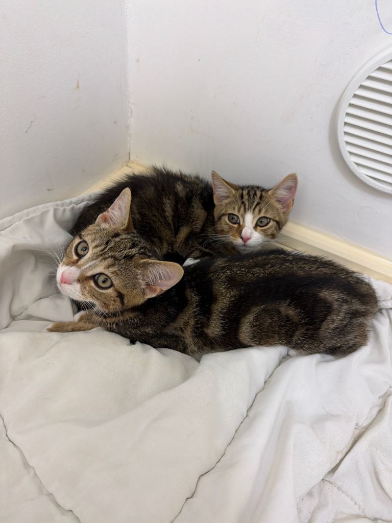 ‼️(Mix breed) 2 boys left 11week old kittens for sale‼️ 