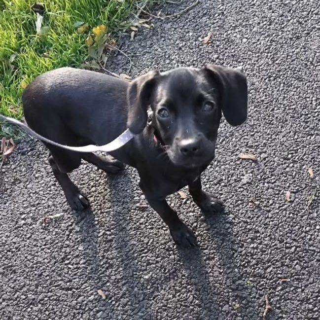 Beautiful girl cross breed ready to leave 