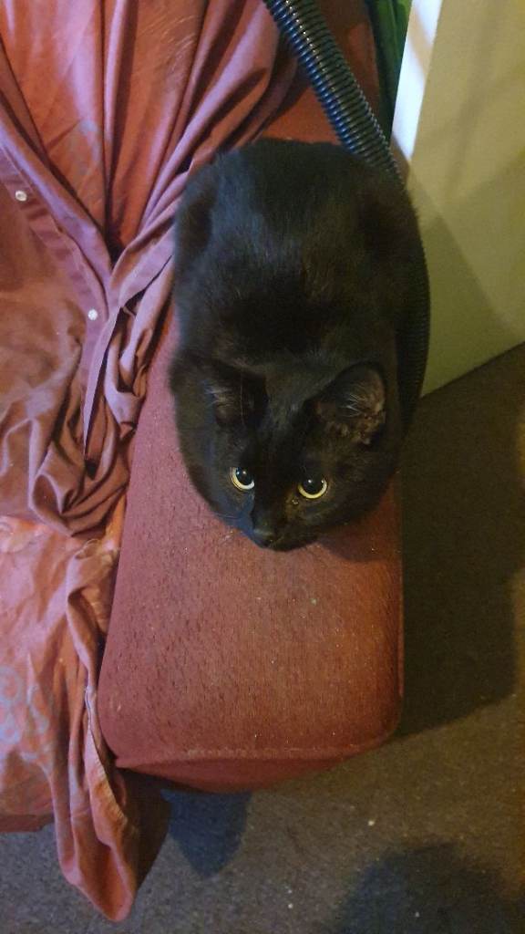  Male and female Cat's 