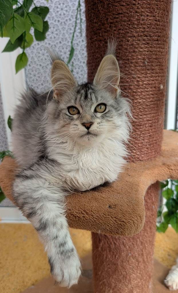 Tica registered Maine coon kittens 