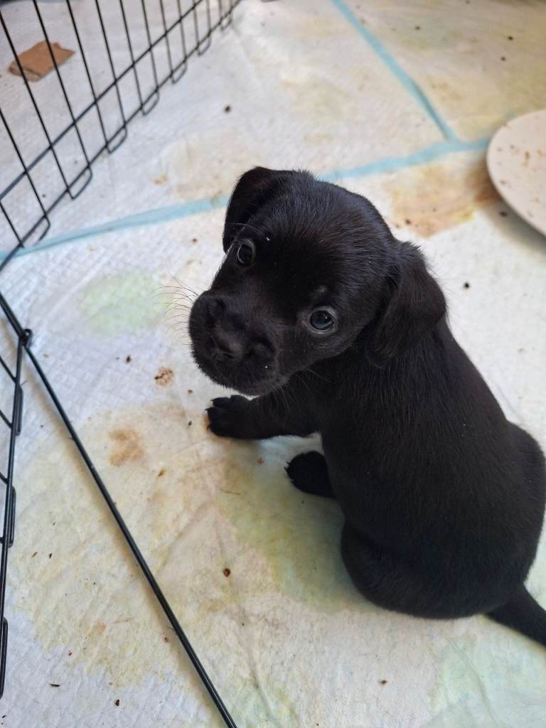 Miniature poodle cross frech bulldog puppies 