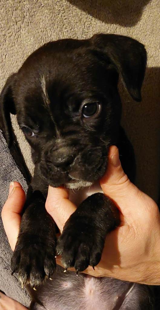 Cane Corso cross American bulldog puppy's 
