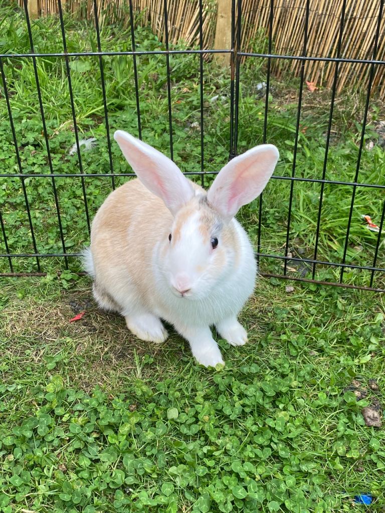 Male bunny rabbit 